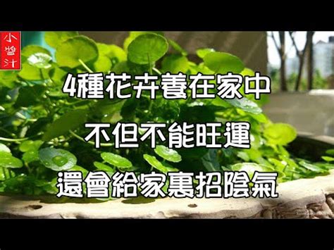 七葉蘭風水|【七葉蓮風水】七葉蓮風水指南：擺放位置、好處與禁忌